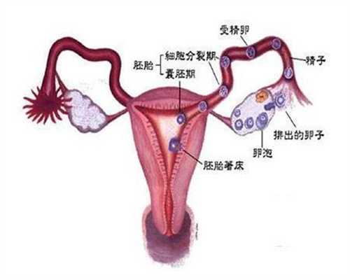 西安代怀产子机构:代孕妈妈正常体温是多少