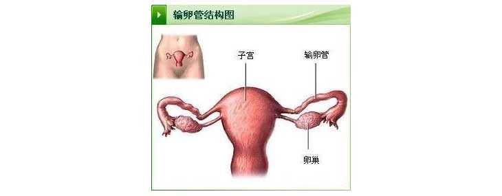 45岁供卵生子_忠县姐妹高龄备孕怀孕与否离不开这层膜，教你如何保养子宫内膜