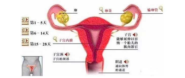 45岁供卵生子_忠县姐妹高龄备孕怀孕与否离不开这层膜，教你如何保养子宫内膜